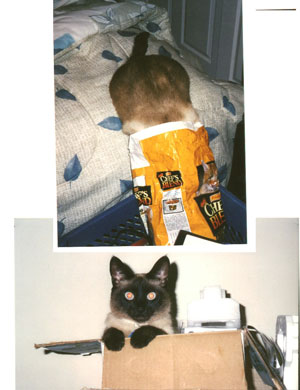 Amy Siamese Cat in Bag and Box